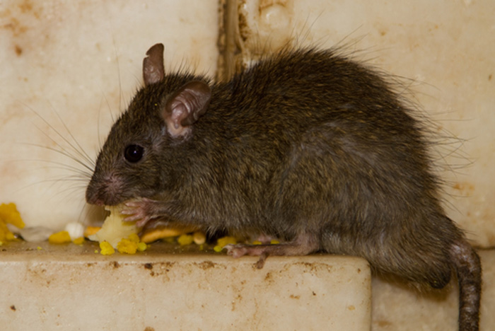 Mouse-Control-and-Extermination-Tacoma-wa