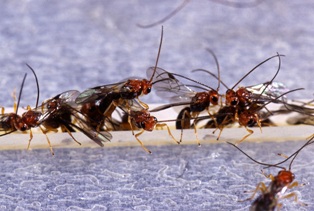 ant-control-lynnwood-wa