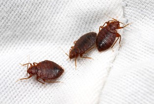 bed-bug-removal-covington-wa