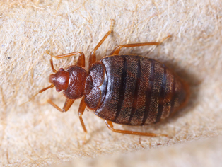 bed-bug-removal-federal-way-wa