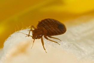 bed-bug-removal-federal-way-wa1