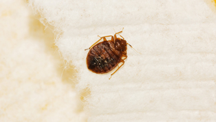 bed-bug-removal-federal-way-wa2