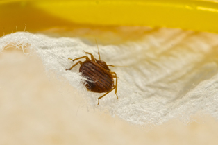 bed-bug-removal-lakewood-wa1