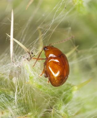 flea-removal-gig-harbor-wa