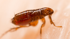 fleas