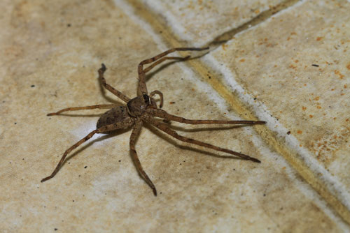 spider-extermination-burien-wa